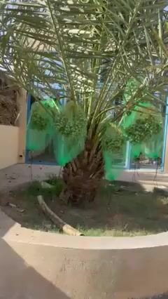Videos