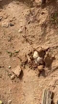 Videos