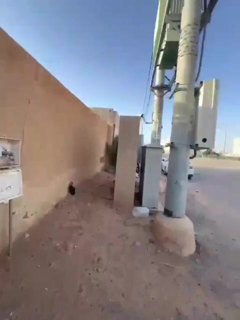 Videos